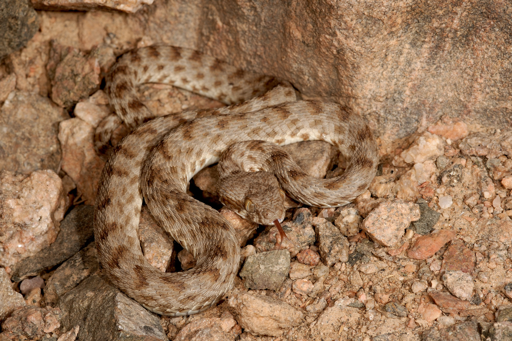 Khosatzki's Saw-scaled Viper (Echis khosatzkii)