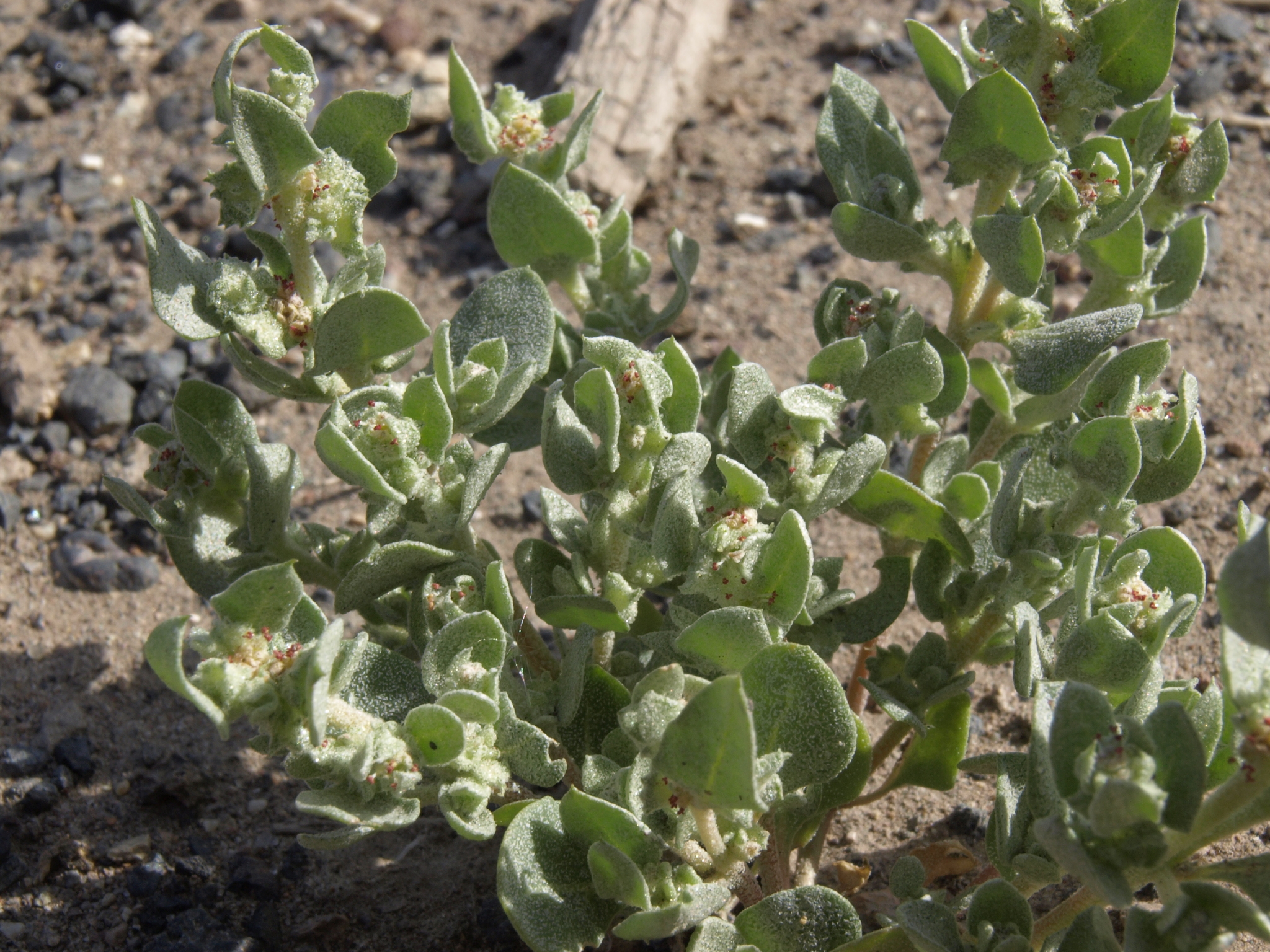 Atriplex argentea var. hillmanii