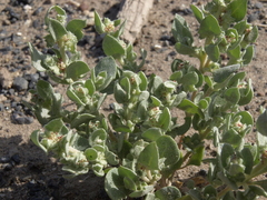 Atriplex argentea hillmanii