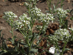 Lepidium appelianum
