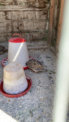 Coturnix