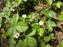 Fragaria vesca