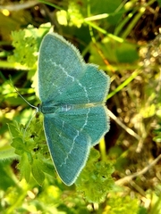 Chlorissa viridata