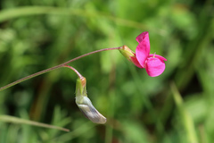 Lathyrus nissolia