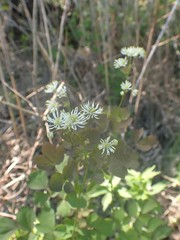 Thalictrum baicalense