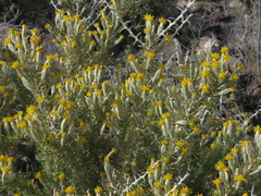 Tetradymia spinosa