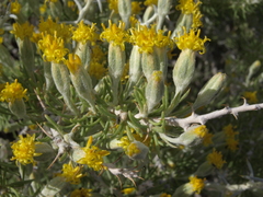 Tetradymia spinosa