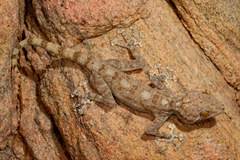 Ptyodactylus dhofarensis