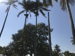 Roystonea dunlapiana