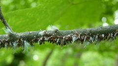 Neoprociphilus aceris