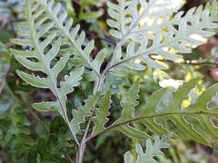 Pteris carsei