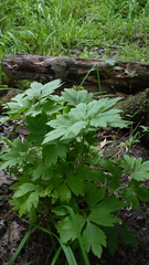 Ranunculus hispidus caricetorum