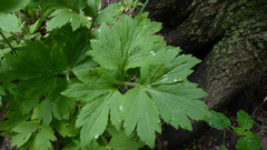 Ranunculus hispidus caricetorum