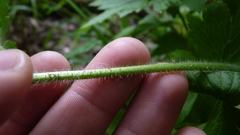 Ranunculus hispidus caricetorum
