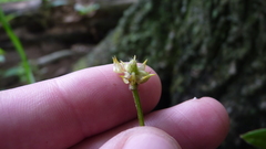 Ranunculus hispidus caricetorum