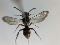 Nomada maculata