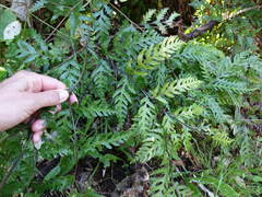 Pteris carsei