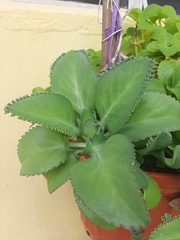 Kalanchoe laetivirens