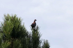 Patagioenas araucana