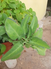 Kalanchoe laetivirens