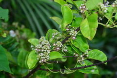 Cynanchum lanhsuense