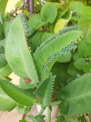 Kalanchoe laetivirens