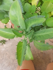 Kalanchoe laetivirens