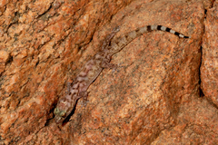 Hemidactylus paucituberculatus