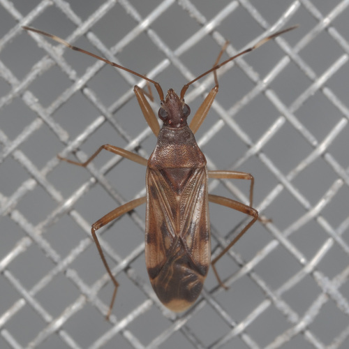 Ozophora depicturata photo 2
