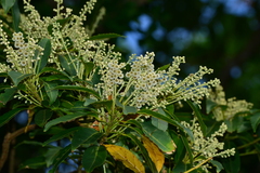 Elaeocarpus angustifolius