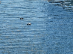 Somateria mollissima