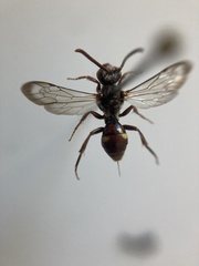 Nomada maculata