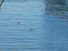 Somateria mollissima