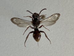 Nomada maculata