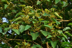 Macaranga sinensis