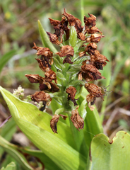 Orchis purpurea