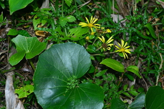 Farfugium japonicum japonicum
