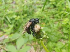 Cimbex femoratus