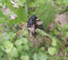 Cimbex femoratus