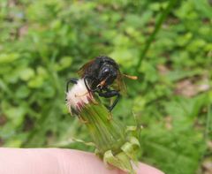 Cimbex femoratus