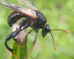Cimbex femoratus
