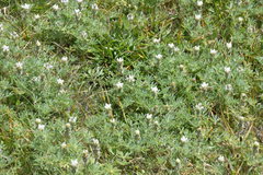 Lupinus densiflorus densiflorus