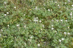 Lupinus densiflorus densiflorus