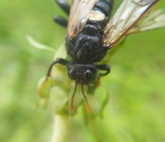 Cimbex femoratus
