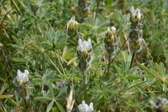 Lupinus densiflorus densiflorus