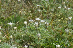 Lupinus densiflorus densiflorus