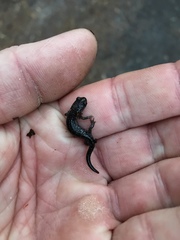 Plethodon chlorobryonis