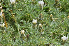Lupinus densiflorus densiflorus