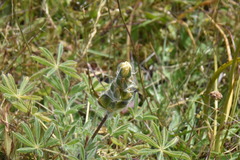 Lupinus densiflorus densiflorus