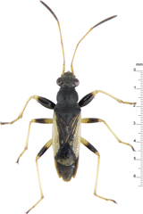 Pseudopachybrachius